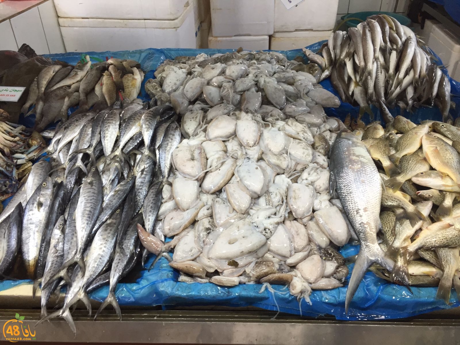 7ojjaj yaffa 348 (8).jpg